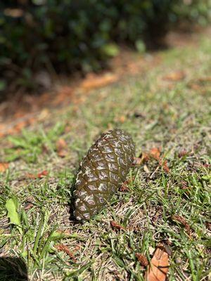 Pine cone