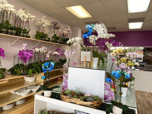Orchid Store