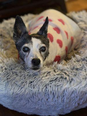 Belmont Heights Animal Hospital