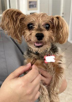 The Visiting Vet Tech