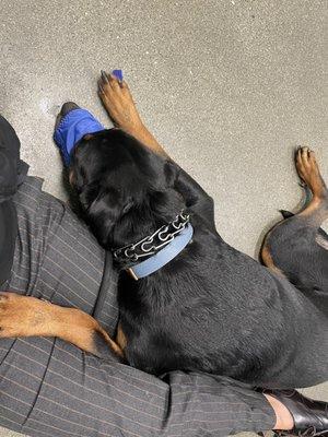 Midnight Sun Animal Hospital & Emergency Care