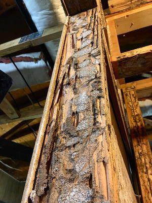 termite damage