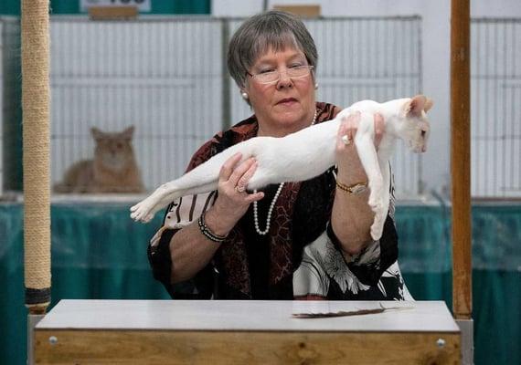 Houston Cat Show