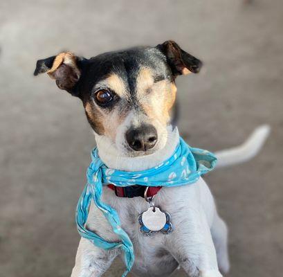 Kindred Spirit Pet Care