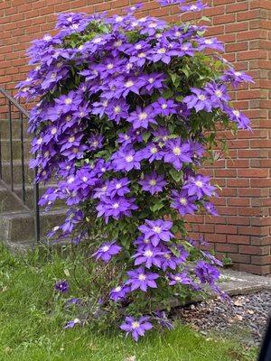 clematis blooms anyone