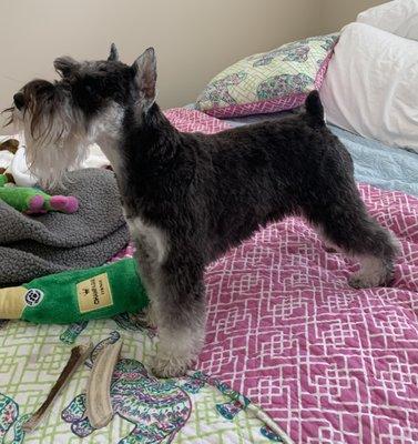 Awesome Dog Grooming