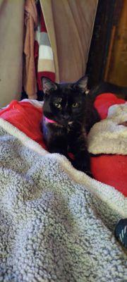 Kirkland Animal Hospital