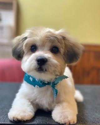 Bark Street Grooming