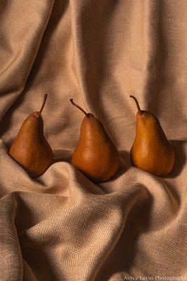 Aviva Lavin Photography