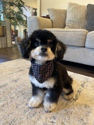 Oh My Dog
