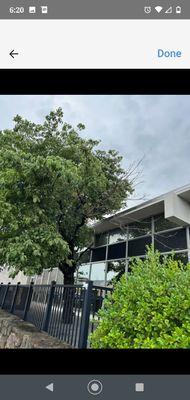 At Your Service Tree and Lawn Care