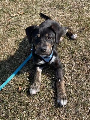 Lucy enjoying her visit to Flat River brewery. Her favorite brew pub.