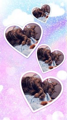 Dessies Delightful Dogs