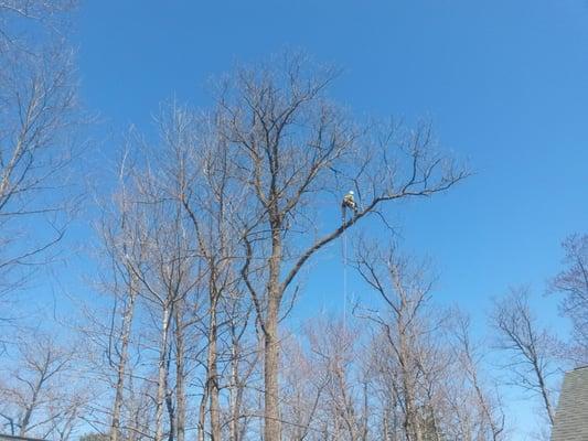 Eco Tree Care Service