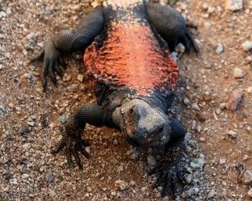 Desertrex Adventure Company