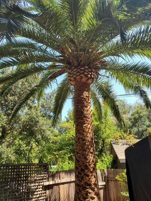 Call Oscar Tree Service