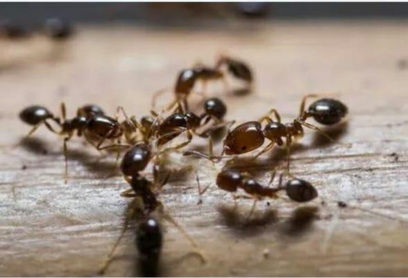 Pro Service Pest Control All