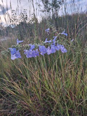 US Army Corps of Eng