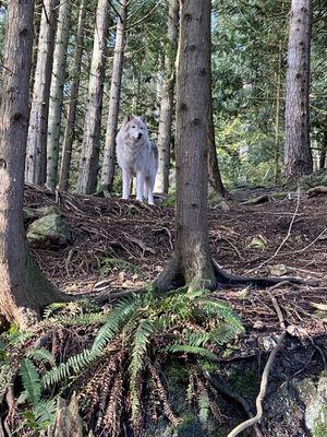 Predators of The Heart