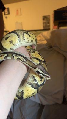 My ball python two years later in proper care
