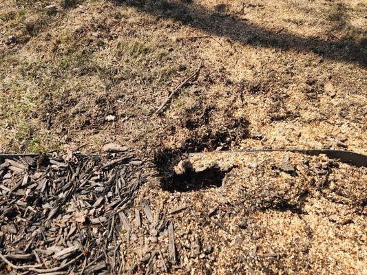 Upstate NY Tree Service