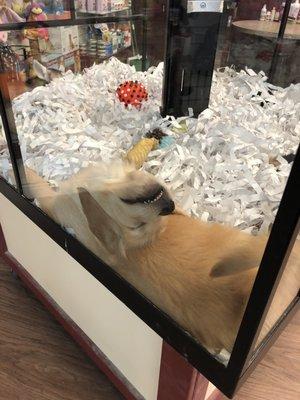 American Eagle Store