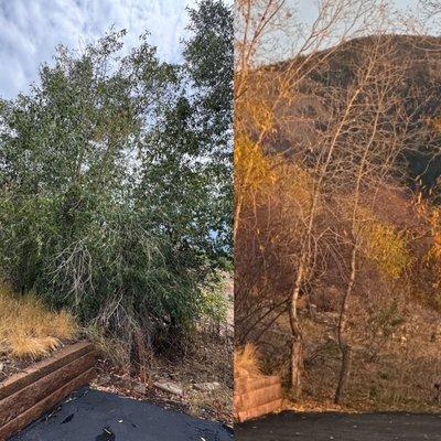 Beetle Kill Tree Guys