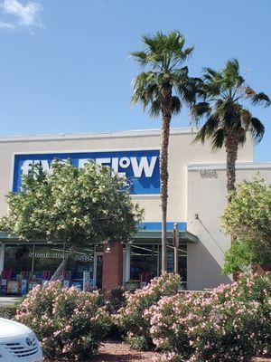 Right behind that tree is my favorite store, heading in to find new bargains and tchotchkes