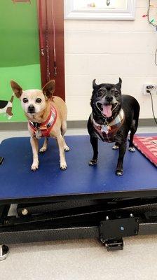 Country Clippers & Muddy Paws Dog Grooming