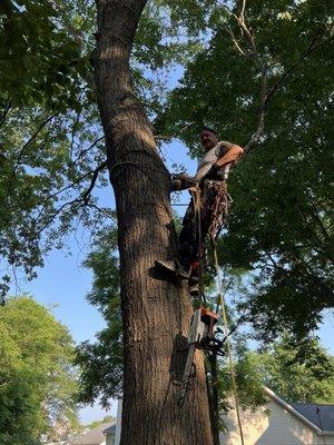 Tree Trimming