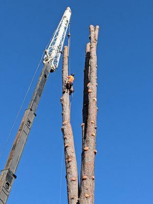 Flying Squirrel Tree Care