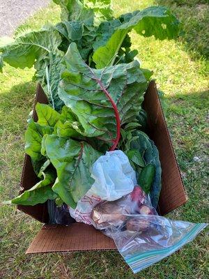 Madison Ave Farm_Bellingham