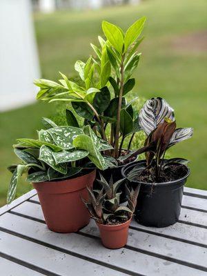 Our new plants