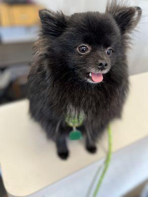 Snip N' Clip Dog Grooming