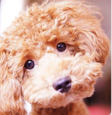 Steel Veterinary Services