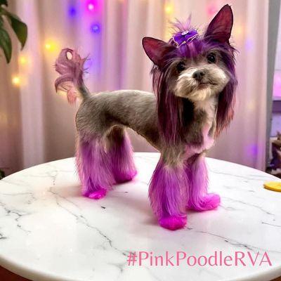 Creative grooming you can trust! Safe color and expert styling at Chester's luxury dog grooming spa. #PinkPoodleRVA