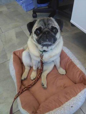 Village Veterinary of Urbana