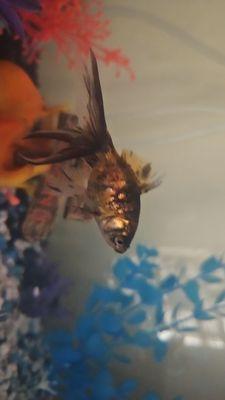 This is one of the ones I bought