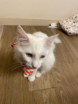 Capital Pets Animal Hospital