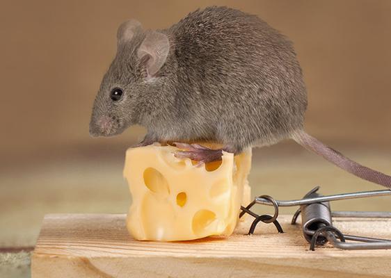 Wichita Pest Control