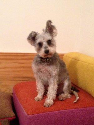 R.I.P. Roscoe 2008 - 2022