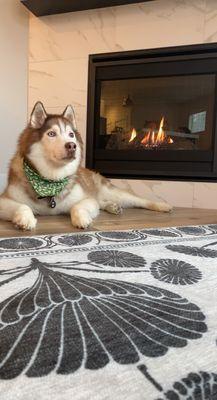 Saban, post grooming, sporting a stylish bandana courtesy of DogGone Dirty Pet Grooming.