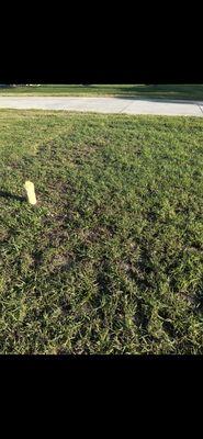 Green Apes Solutions