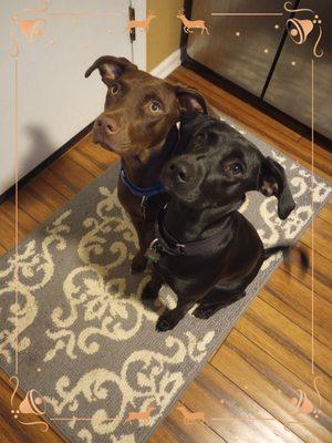 Cliffdale Animal Hospital