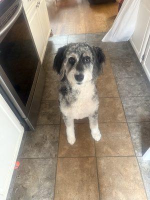Beau my Aussiedoodle