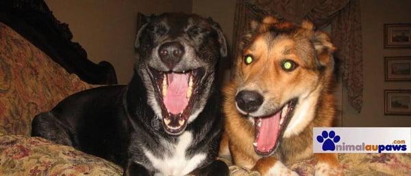 Animal Au Paws, Inc.