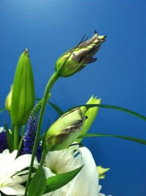 Close-up of rose buds...simply beautiful!