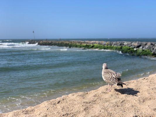 Shinnecock County East Park