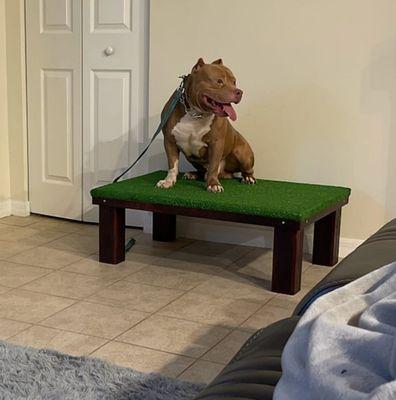 TGIF 2X3 MARK - Custom Dog obedience stand