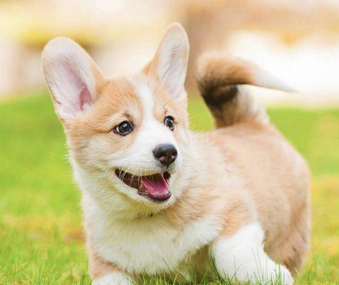 Fur Babies Obedience Camp